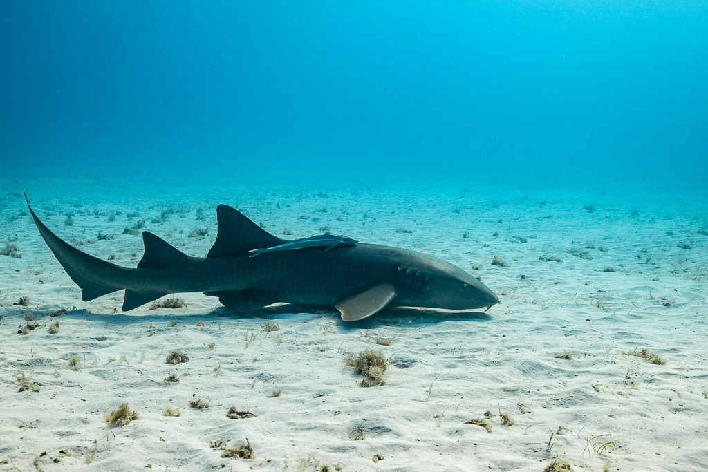Nurse shark lying on sand in profile, wider view, Bimini, Bahamas