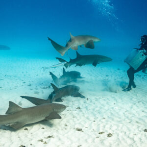 Feeder carrying a bait box followed by a train of nurse sharks, Bimini, Bahamas