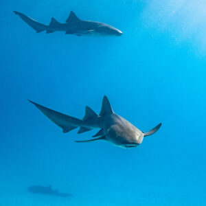 Two nurse sharks swimming in open blue water, Bimini, Bahamas