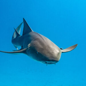 Nurse shark swimming head-on toward the camera, Bimini, Bahamas