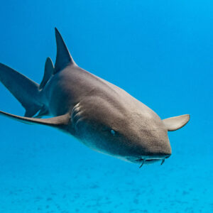 Nurse shark approaching head-on, turning slightly right, Bimini, Bahamas