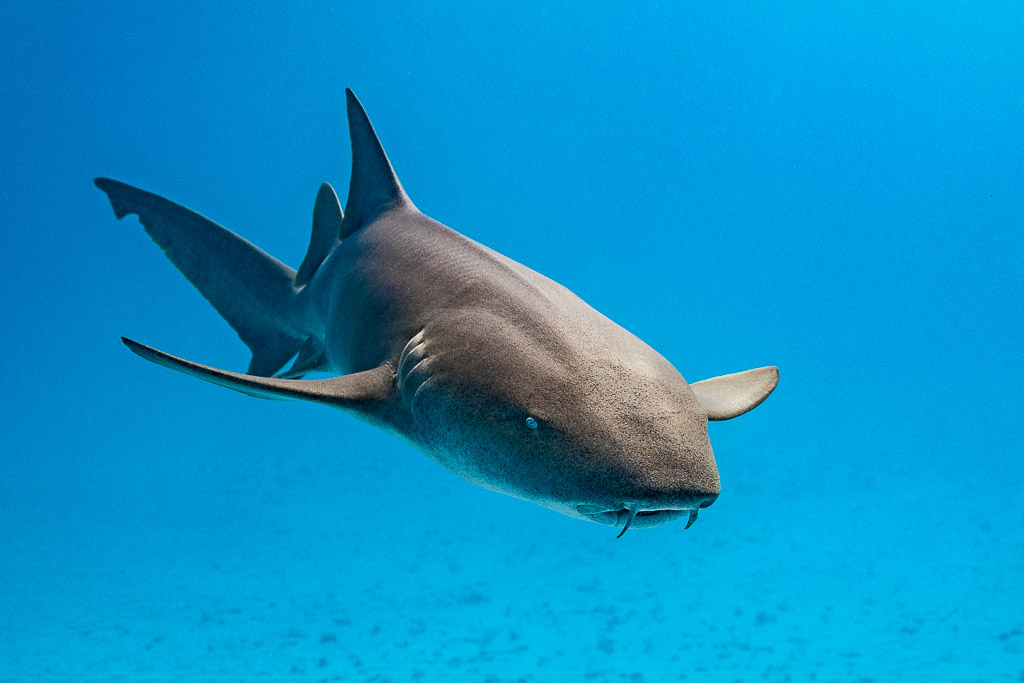 Requin-nourrice arrivant de face en virant légèrement à droite, Bimini, Bahamas