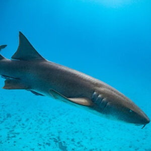 Nurse shark gliding diagonally right over the sea floor, Bimini, Bahamas