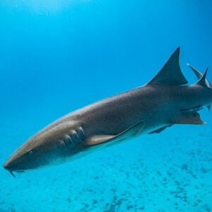 Nurse shark gliding diagonally left over the sea floor, Bimini, Bahamas