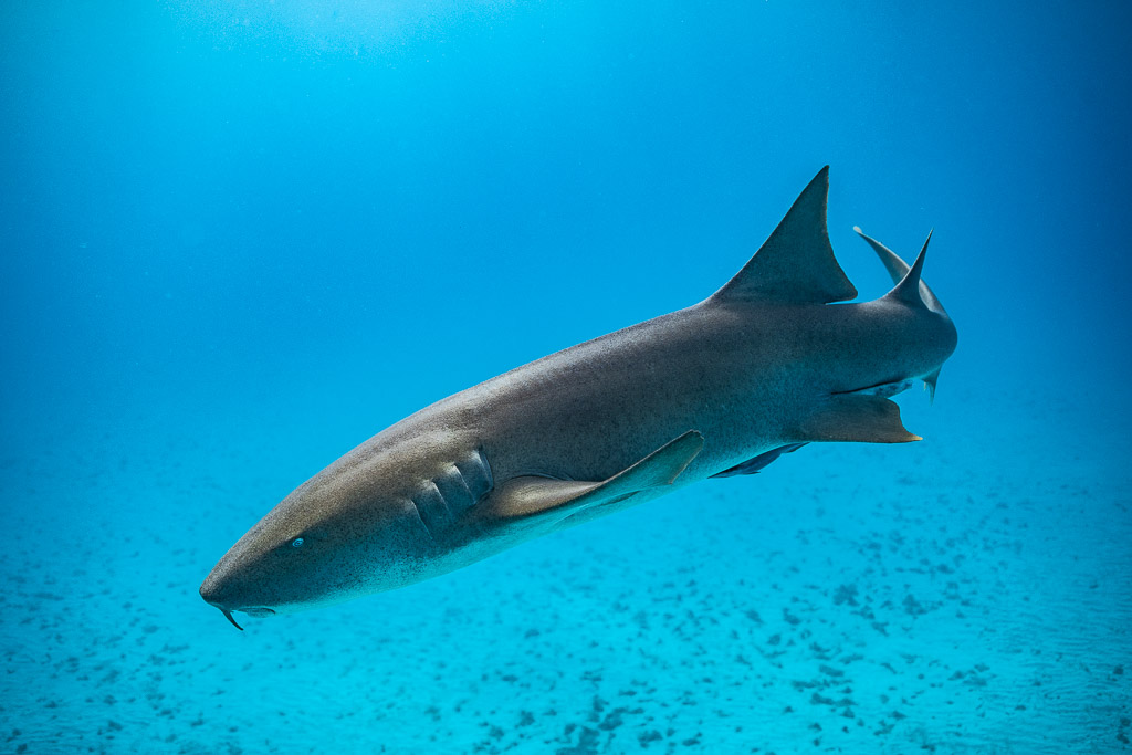 Nurse shark gliding diagonally left over the sea floor, Bimini, Bahamas