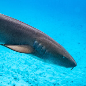 Gros plan de la tête d’un requin-nourrice passant au-dessus du sable clair, Bimini, Bahamas