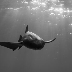 Black and white nurse shark swimming toward camera under the surface, Bimini, Bahamas