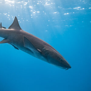 Nurse shark descending in blue water under sparkling surface, Bimini, Bahamas
