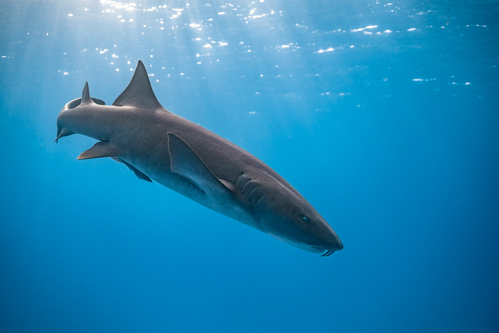 Requin-nourrice descendant en eau bleue sous une surface scintillante, Bimini, Bahamas