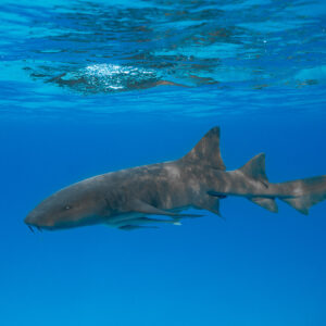 Nurse shark swimming just below the surface in deep blue, Bimini, Bahamas