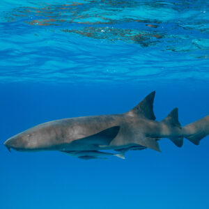 Nurse shark with remora in profile under the surface, Bimini, Bahamas