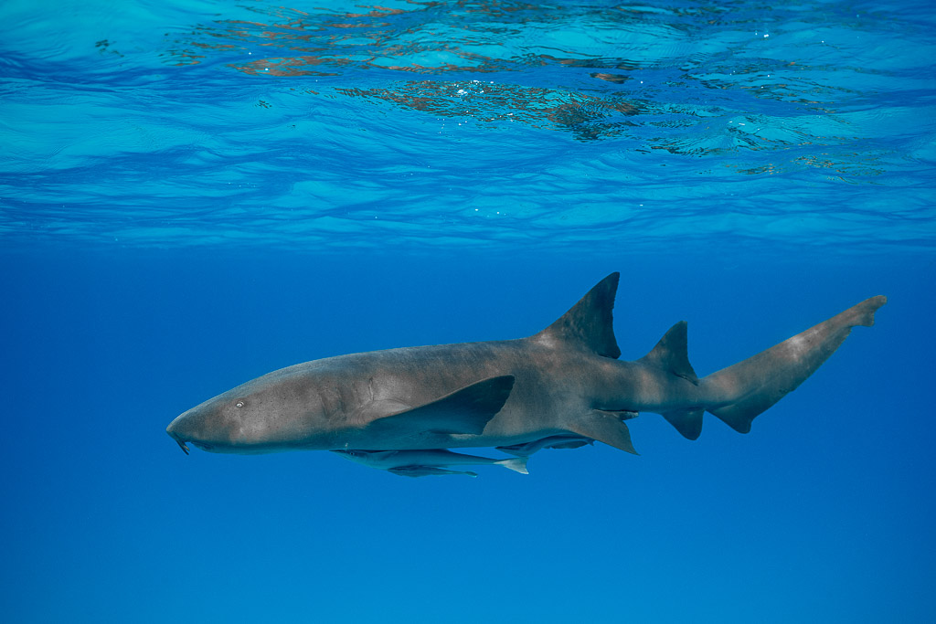 Nurse shark with remora in profile under the surface, Bimini, Bahamas