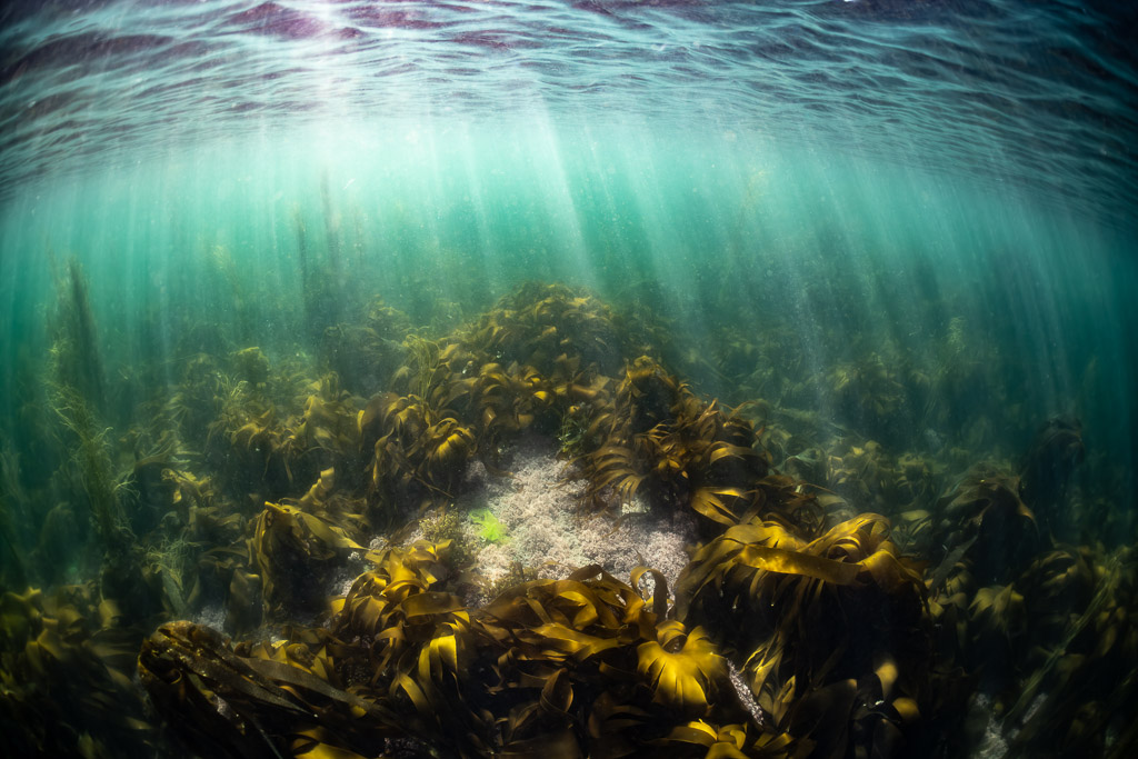 Rayons de soleil en éventail dans l’eau turquoise au-dessus d’un récif de laminaires, Les Étocs, Bretagne, France