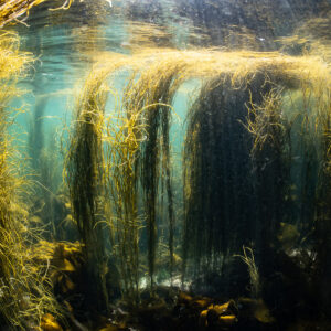 Rideaux de longues algues dorées pendant depuis la surface en eau claire, Les Étocs, Bretagne, France