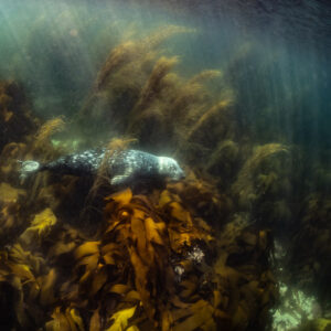 Phoque gris posé sur un rocher couvert de laminaires sous l’eau ensoleillée, Les Étocs, Bretagne, France