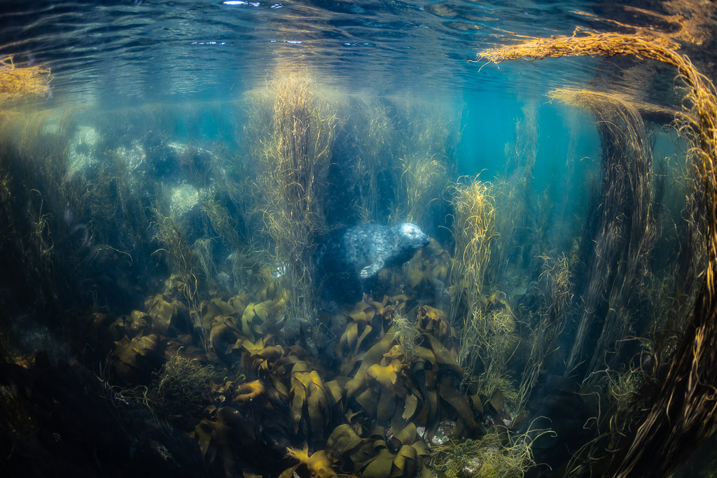 Grey seal swimming low in a wide kelp forest under the surface, Les Étocs, Brittany, France