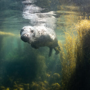 Young grey seal swimming toward the camera just under the surface, Les Étocs, Brittany, France