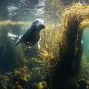 Young grey seal beside a seaweed column, vertical view, Les Étocs, Brittany, France