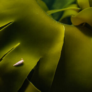 Tiny aeolid nudibranch crawling on a sunlit kelp blade, Les Étocs, Brittany, France