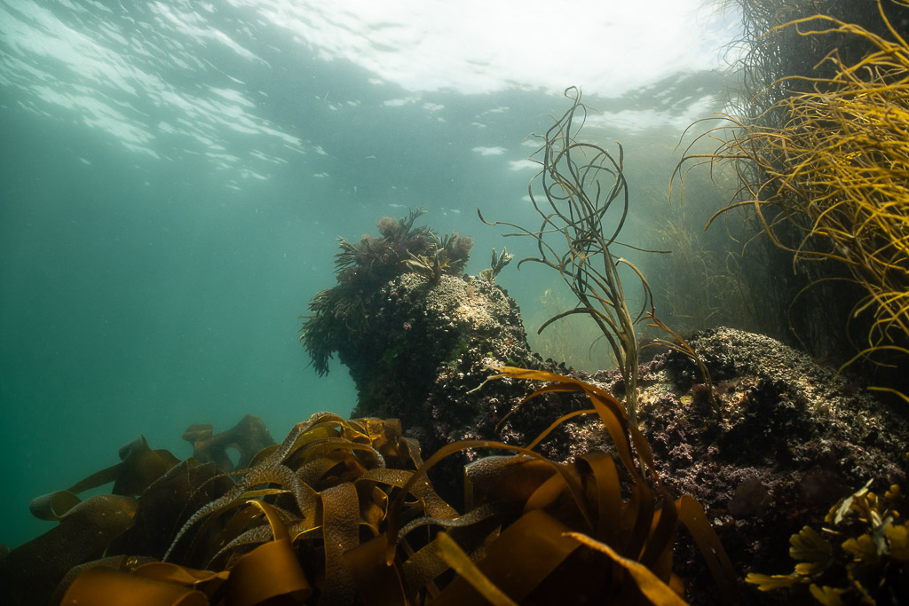 Rocky outcrop with kelp and seaweed under bright surface light, Les Étocs, Brittany, France
