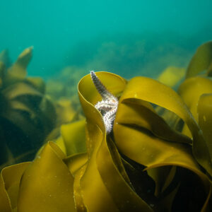 Spiny starfish nestled in the folds of a golden kelp blade, Les Étocs, Brittany, France