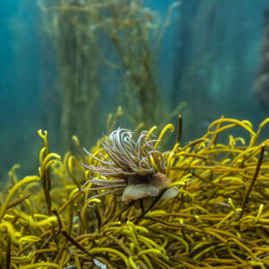 Anémone de mer fixée parmi les rameaux jaunes d’une algue, Les Étocs, Bretagne, France