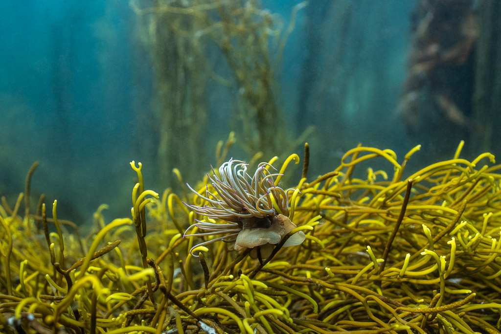 Anémone de mer fixée parmi les rameaux jaunes d’une algue, Les Étocs, Bretagne, France