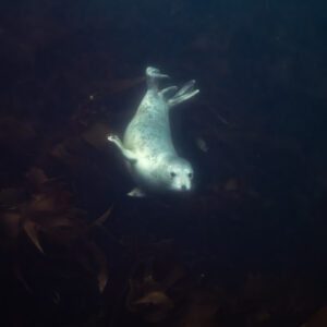 Jeune phoque gris clair nageant sur le dos, vue verticale, Les Étocs, Bretagne, France