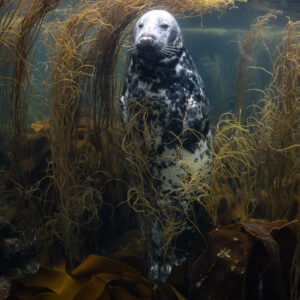 Grey seal standing vertically among seaweed strands, facing camera, Les Étocs, Brittany, France