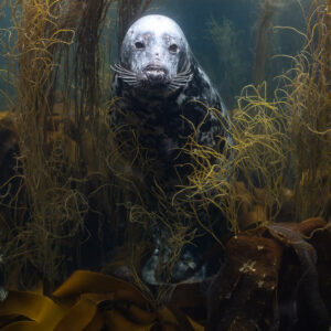 Close vertical portrait of a grey seal framed by seaweed strands, Les Étocs, Brittany, France