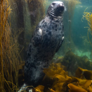 Grey seal upright beside golden seaweed, looking up, Les Étocs, Brittany, France