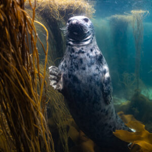 Grey seal upright with one flipper raised against seaweed, Les Étocs, Brittany, France
