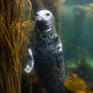 Grey seal upright beside seaweed column, gazing at the camera, Les Étocs, Brittany, France