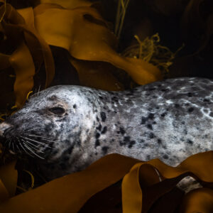Close-up of a spotted grey seal resting on kelp blades, Les Étocs, Brittany, France