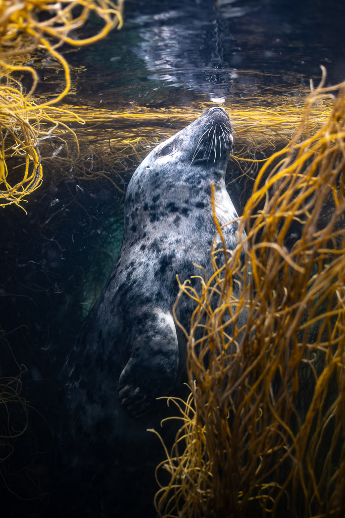 Grey seal rising toward the surface beside golden seaweed, vertical, Les Étocs, Brittany, France