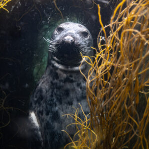 Grey seal facing the camera behind golden seaweed strands, vertical, Les Étocs, Brittany, France