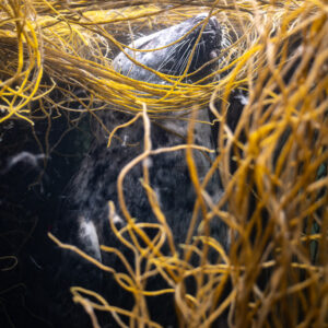 Grey seal partly veiled by golden seaweed, head turned aside, Les Étocs, Brittany, France