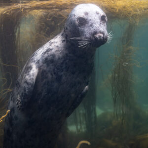 Grey seal upright under the surface, looking toward the camera, Les Étocs, Brittany, France