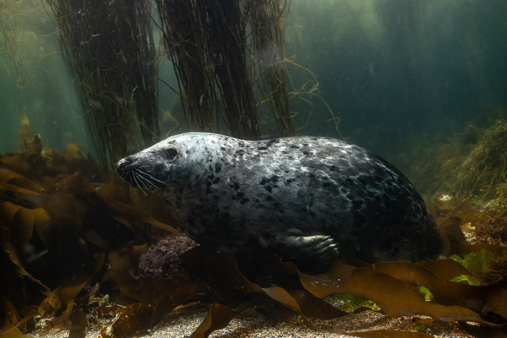 Grey seal lying in profile on the seabed among kelp, Les Étocs, Brittany, France