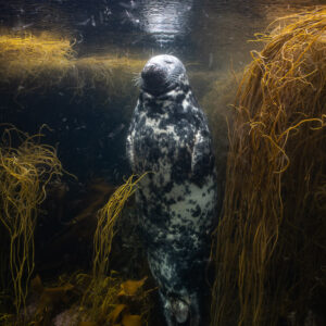 Grey seal upright under the surface beside seaweed, vertical wide view, Les Étocs, Brittany, France