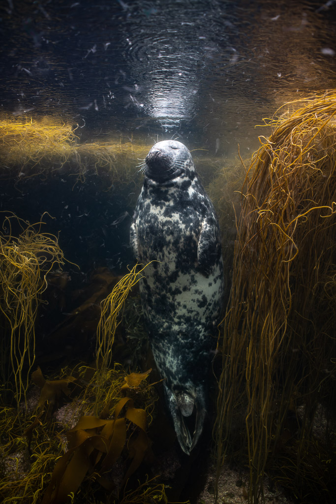 Grey seal upright under the surface beside seaweed, vertical wide view, Les Étocs, Brittany, France
