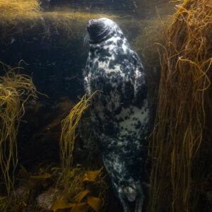 Grey seal upright turning its head among seaweed strands, Les Étocs, Brittany, France
