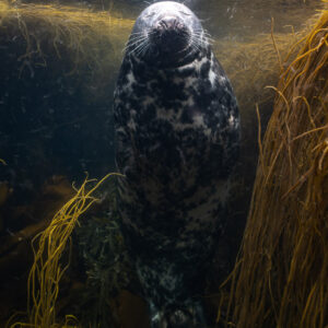 Grey seal floating upright below the sunburst between seaweed, Les Étocs, Brittany, France