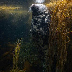 Grey seal upright with head turned against golden seaweed, Les Étocs, Brittany, France