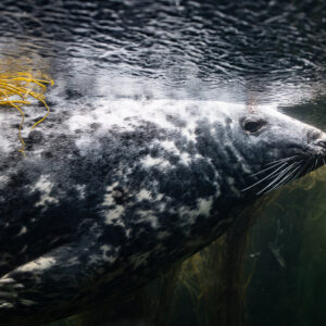 Close profile of a grey seal swimming just under the surface, Les Étocs, Brittany, France