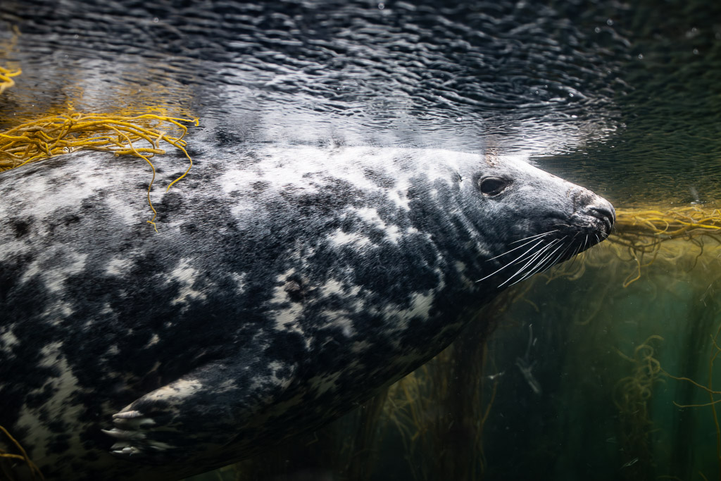 Close profile of a grey seal swimming just under the surface, Les Étocs, Brittany, France