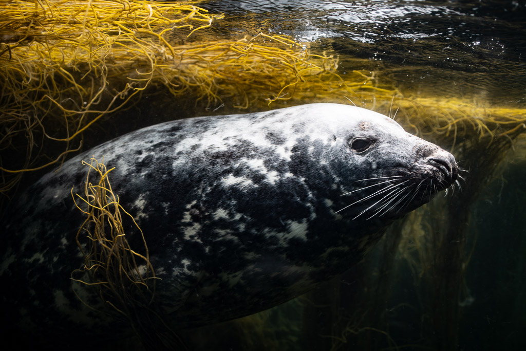 Grey seal with eyes closed gliding under floating golden seaweed, Les Étocs, Brittany, France