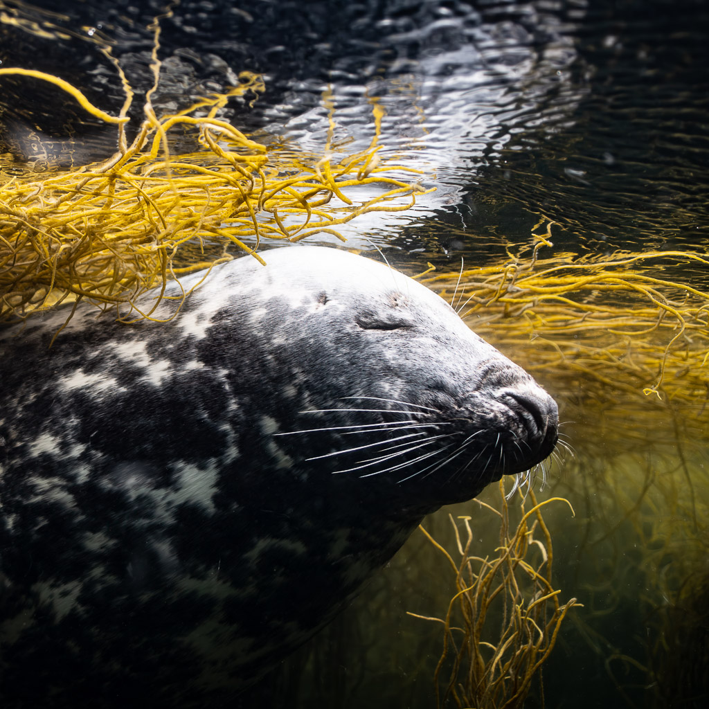 Grey seal head close-up under floating seaweed, vertical framing, Les Étocs, Brittany, France