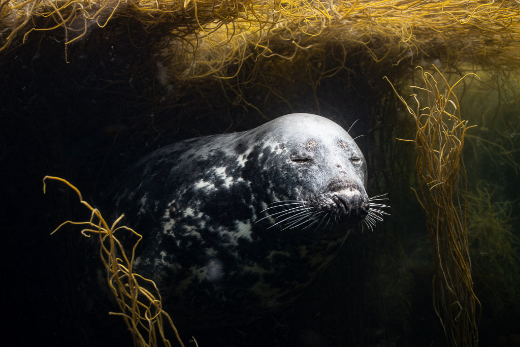 Grey seal head in three-quarter view in dark water, seaweed above, Les Étocs, Brittany, France