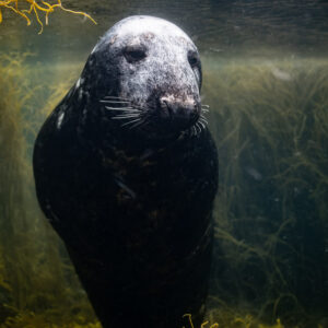 Grey seal facing the camera head-on in vertical view, Les Étocs, Brittany, France